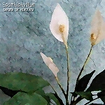 5:Spathiphyllum